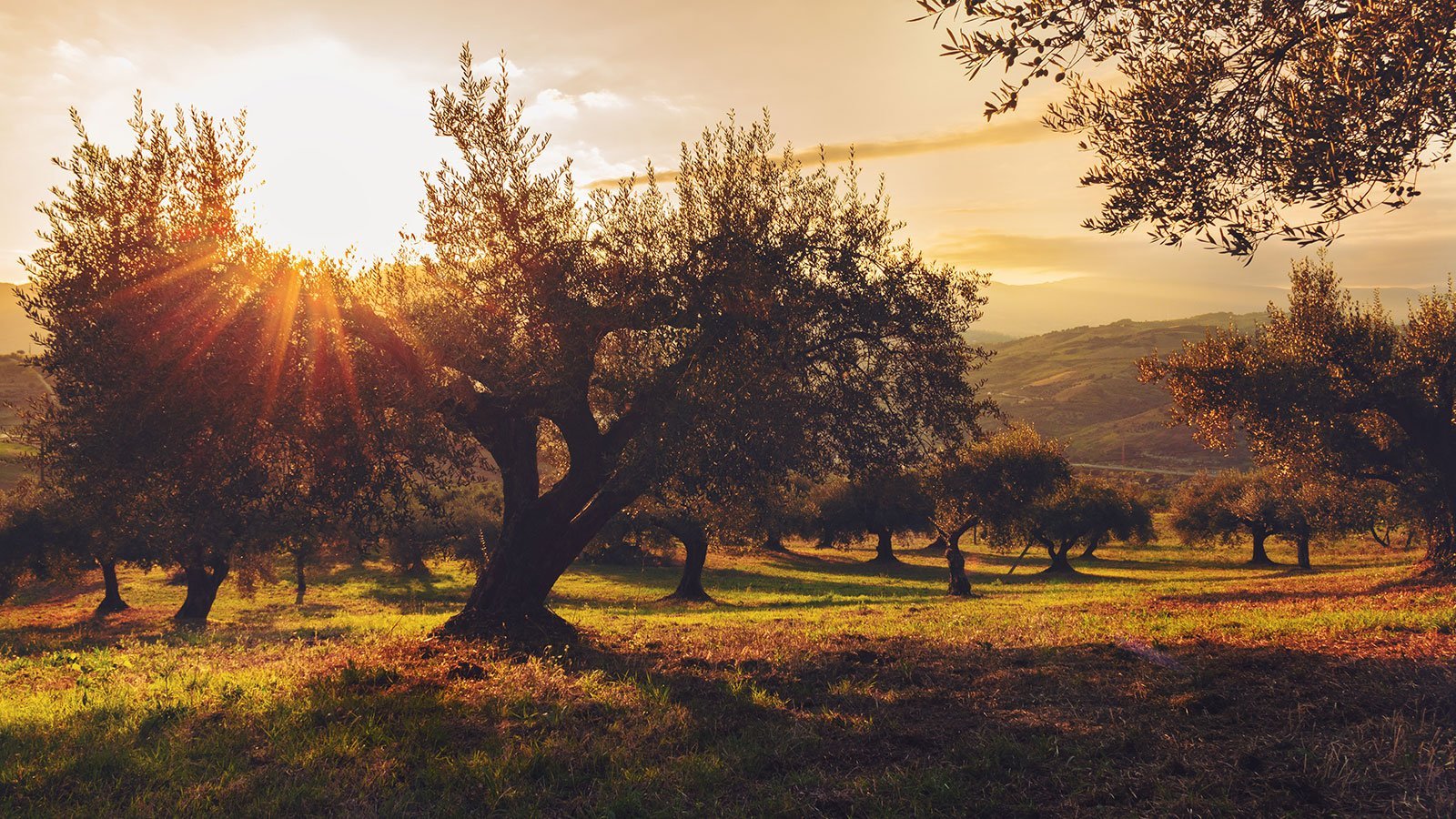 frantoio valdelsano paesaggio oliveto